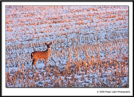 Golden Light-img_4165.jpg