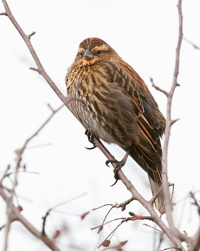 Just for fun-female-red-winged-black-bird.jpg