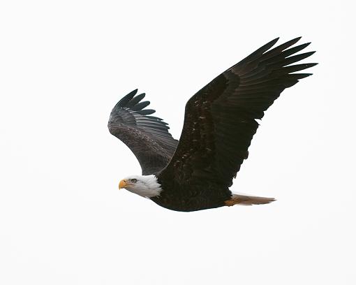 Just for fun-bald-eagle-flying.jpg