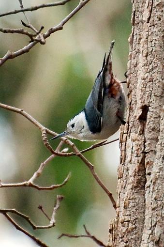 Just for fun-white-breasted-nuthatch-.jpg