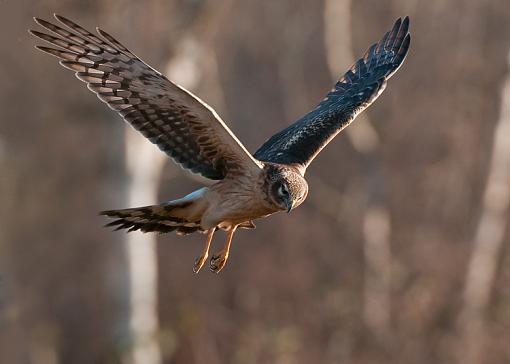 A hovering Northern Harrier-hovering-northern-harrier.jpg