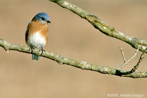 Bluebird-bluebird-2.jpg