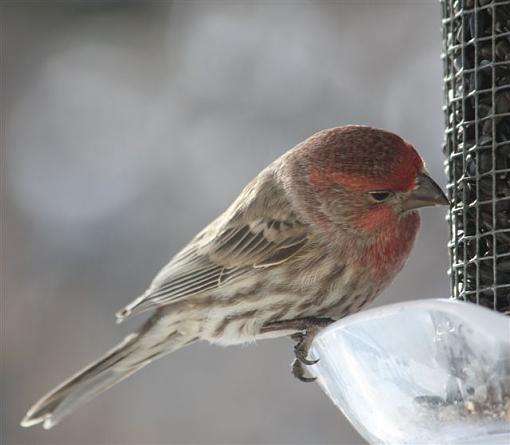 Male House Finch-img_1206.jpg