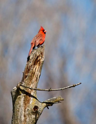 First Cardinal of 2009-_2166813-2.jpg