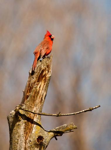 First Cardinal of 2009-_2166817-2.jpg