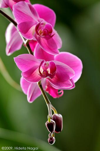 A greenhouse shot-conservatory.jpg