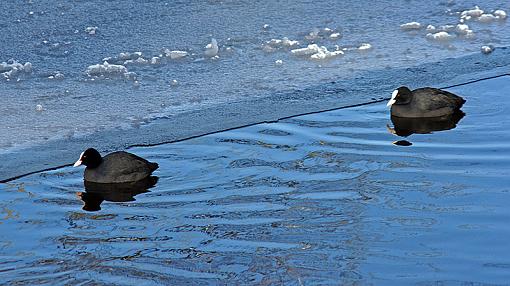 Coots in freezing cold water-dsc09010cropwebpr2.jpg