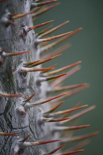 A greenhouse shot-img_0130.jpg