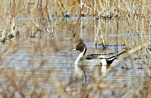 More Ducks. Could some advice, Please-lone_pintail_2.jpg