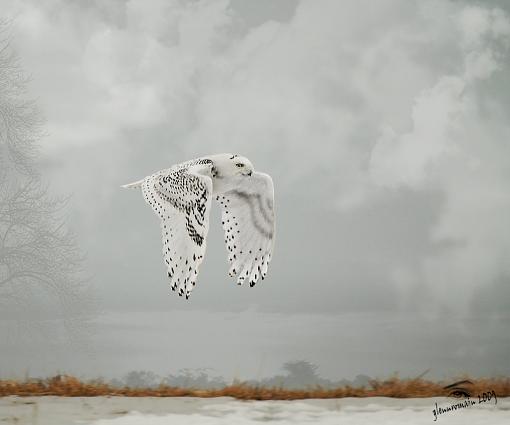 More Snowys-harfang-des-neige-snowy-owl-5-800-pr.jpg