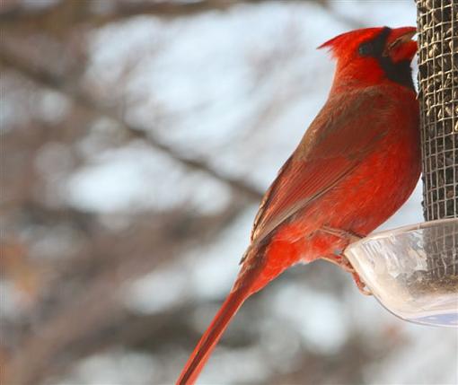 Mr. Cardinal-img_1455.jpg