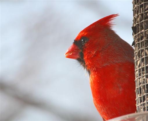 Mr. Cardinal-img_1459.jpg