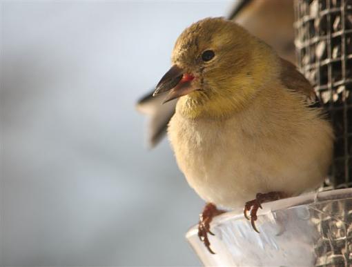 Mr. Cardinal-img_1447.jpg