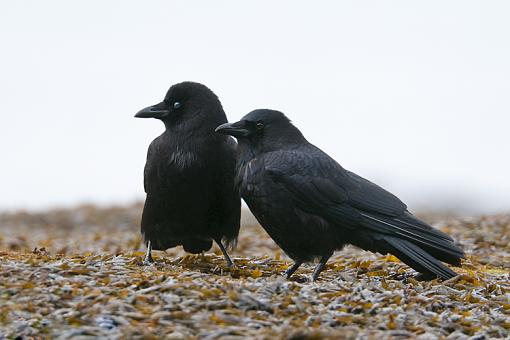 How about a pair of crows?-pair-crows.jpg