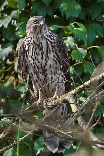 Remember this?-juvy-goshawk-perching.jpg