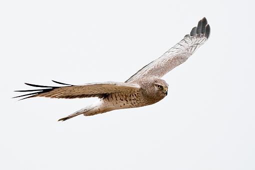 Male Harrier Flying-boundary-flying-harrier.jpg