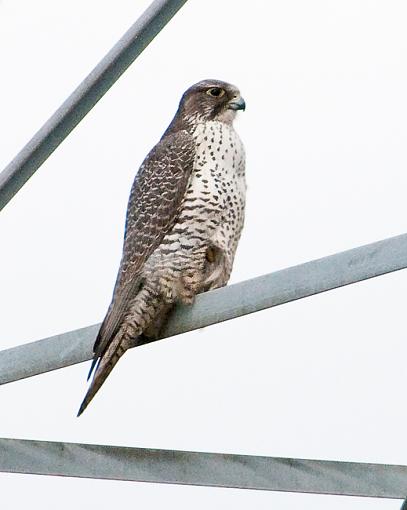 Gyrfalcon-gyrfalcon-1.jpg