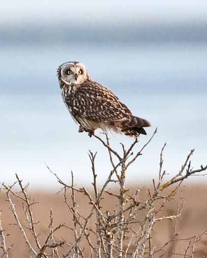 Short-Eared Owl-seo-1.jpg