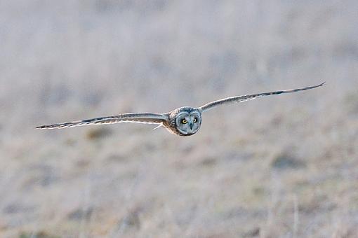 Short-Eared Owl-seo-2a.jpg