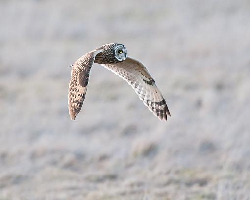 Short-Eared Owl-seo-8.jpg