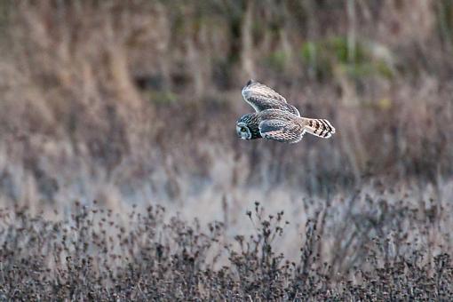 Short-Eared Owl-seo-5b.jpg