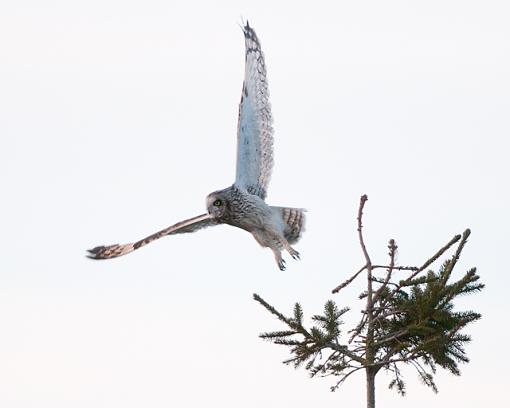 Short-Eared Owl-seo-4.jpg