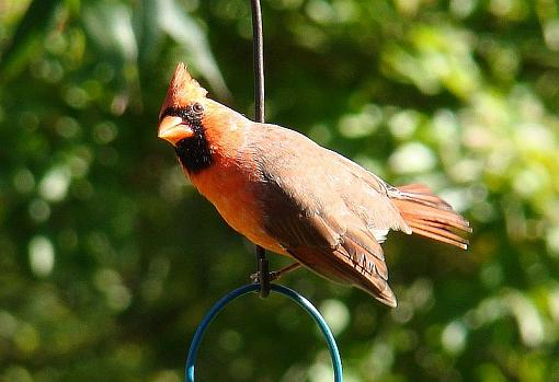 How many can you spot?-cardinal-02.jpg