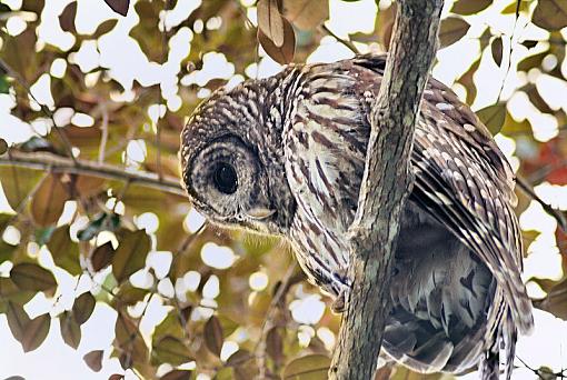 Morning spent in the Everglades-everglades2009-03-07barred_owl_2.jpg