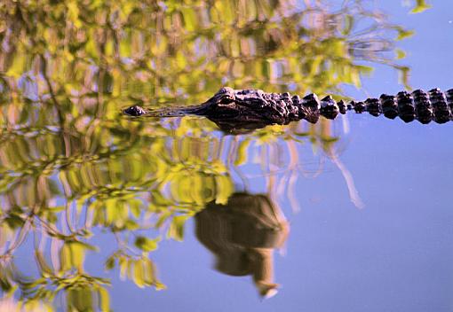 Morning spent in the Everglades-everglades2009-03-07gator08.jpg