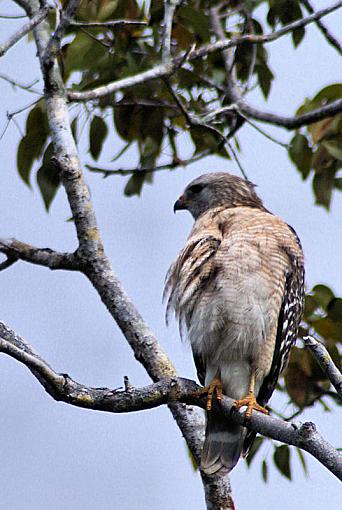 Morning spent in the Everglades-everglades_redshoulder.jpg