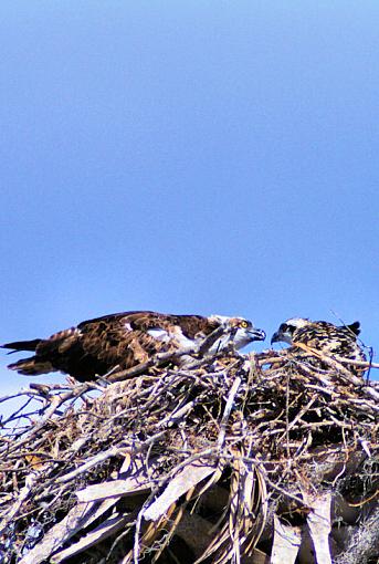 Morning spent in the Everglades-everglades_mother_child.jpg