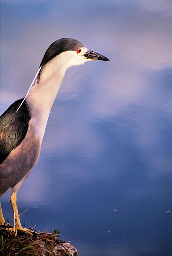 Morning spent in the Everglades-night_heron.jpg