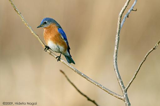 Bluebird-bluebird-3.jpg