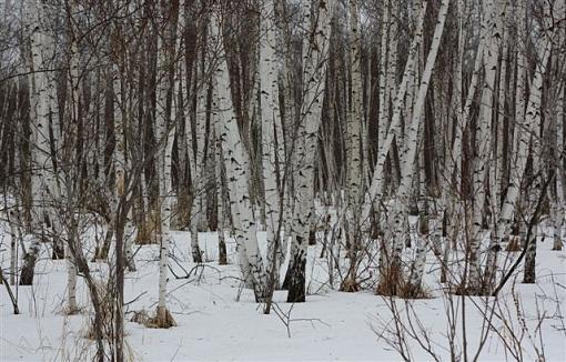 Birch Grove-img_2039.jpg