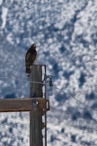 Bird on a pole-_a3p0331.jpg