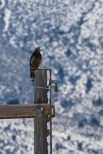 Bird on a pole-_a3p0332.jpg