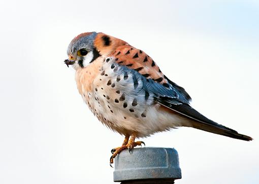 American Kestrel - male-american-kestrel-1.jpg