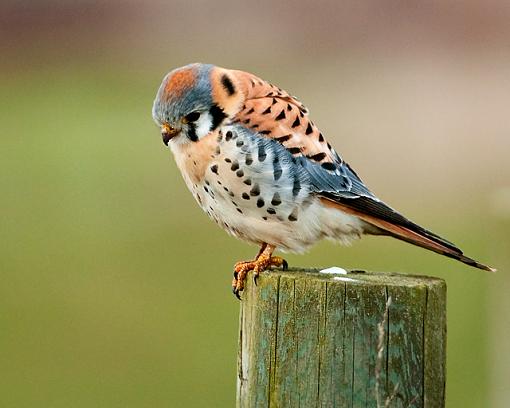 American Kestrel - male-american-kestrel-2.jpg