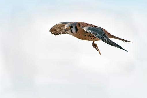 American Kestrel - male-american-kestrel-4.jpg