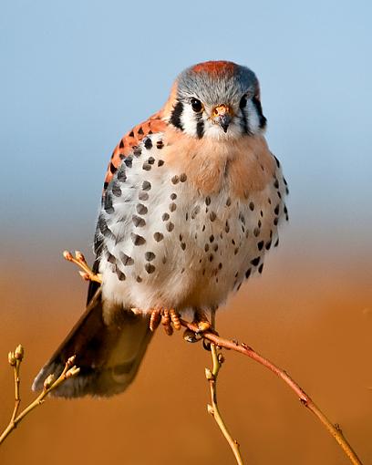 American Kestrel - male-american-kestrel-5.jpg