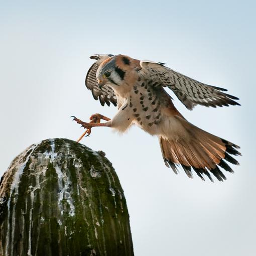 American Kestrel - male-american-kestrel-3.jpg