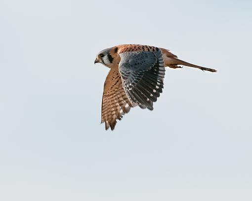 American Kestrel - male-american-kestrel-6.jpg