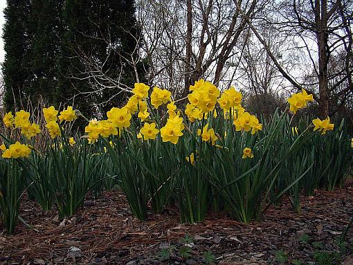 Spring is on the way!-daff-quail.jpg
