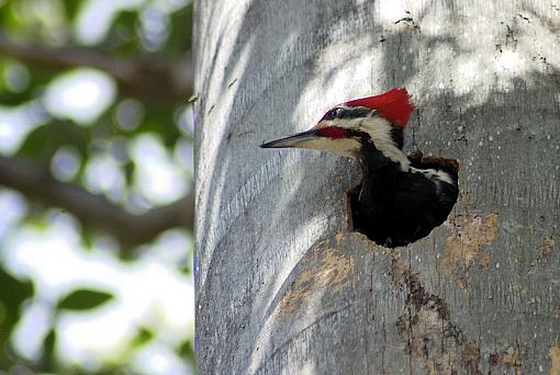 pecker head :)-sw2009-03-14-11-25-07-dscf0059_2.jpg