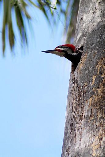 pecker head :)-sw2009-03-14-11-31-51-dscf0072_2.jpg