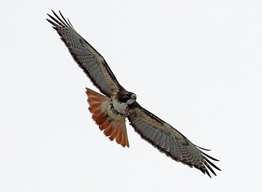 Newbie here:-hawk_2_c_small.jpg