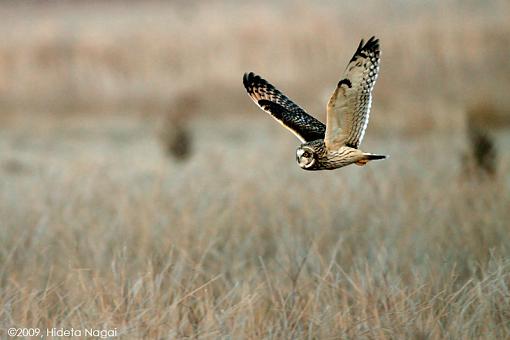 Short-Eared Owl - Midwest-shortearedowl-3.jpg