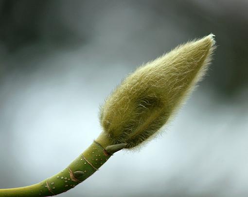 Signs of spring: Catkins-dsc00653editpr.jpg