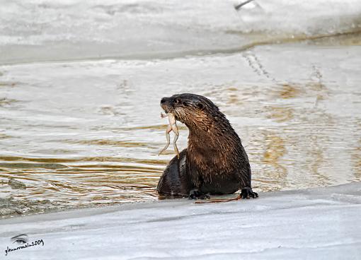 My first Otter and with lunch :)-otter-800.jpg