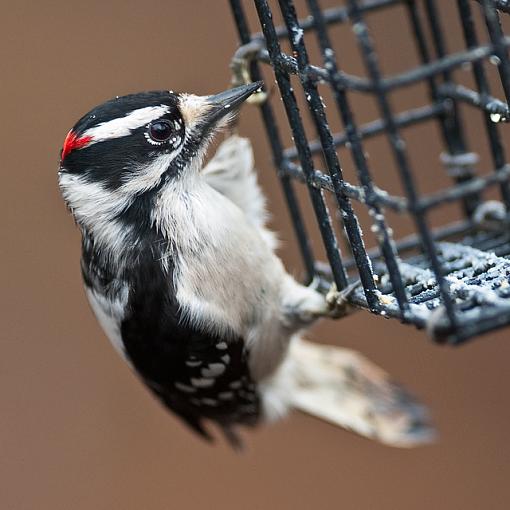 Almost a monkey-woodpecker-feeder.jpg